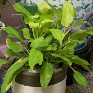 Golden Goldess In House Plant